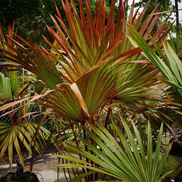 Latania lontaroides – Red Latan Palm